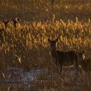 Cerf Sika