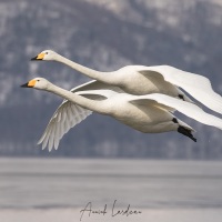 Cygne chanteur