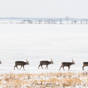 Cerf Sika