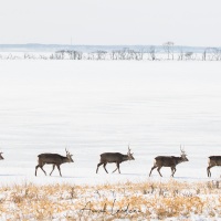 Cerf Sika