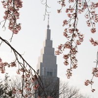 Shinjuku Gyoen Park: Cerisier en fleur: Cerisier en fleur