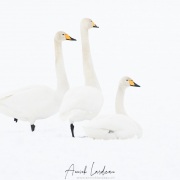 Cygne chanteur