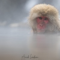 Macaque du Japon