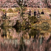 Shinjuku Gyoen Park: Cerisier en fleur