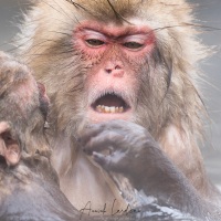 Macaque du Japon