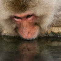 Macaque du Japon