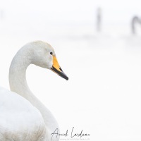 Cygne chanteur