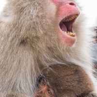 Macaque du Japon