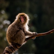 Macaque du Japon