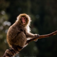 Macaque du Japon