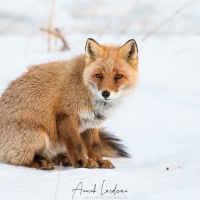 Renard roux