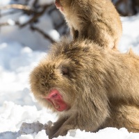 Macaque du Japon