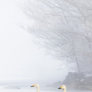 Cygne chanteur