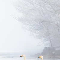 Cygne chanteur