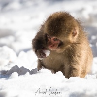 Macaque du Japon