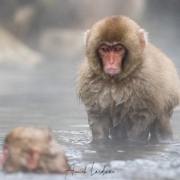 Macaque du Japon