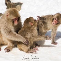 Macaque du Japon