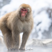 Macaque du Japon