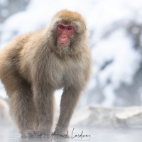 Macaque du Japon