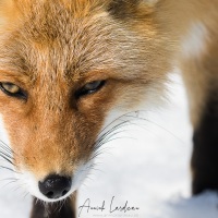 Renard roux