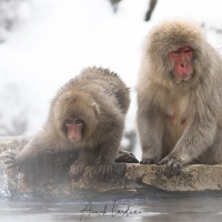 Macaque du Japon