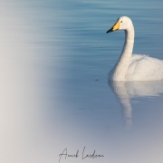 Cygne chanteur