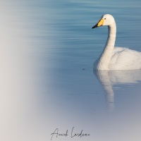 Cygne chanteur