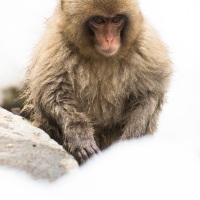 Macaque du Japon