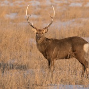 Cerf Sika