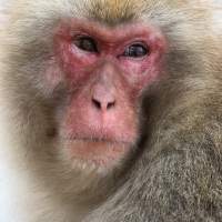 Macaque du Japon