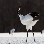 Grue du Japon