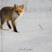 Renard roux