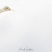 Cygne chanteur
