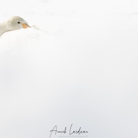 Cygne chanteur