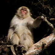 Macaque du Japon