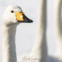 Cygne chanteur