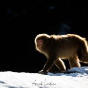 Macaque du Japon