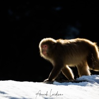 Macaque du Japon