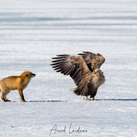 Renard roux et pygargue à queue blanche