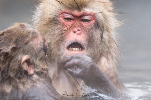 Macaque du Japon
