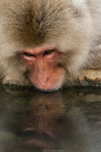 Macaque du Japon
