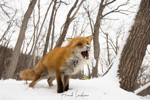 Renard roux