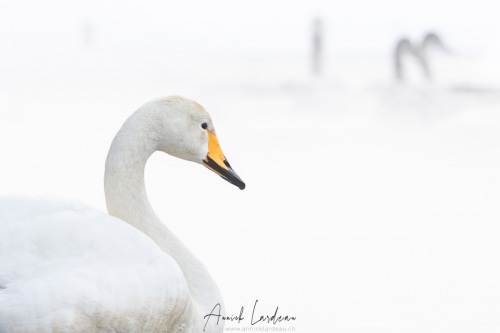 Cygne chanteur