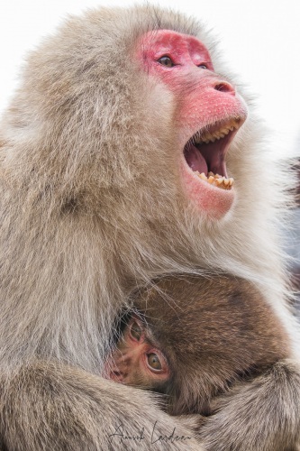 Macaque du Japon