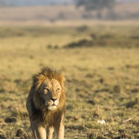 Lion, Maasaï Mara