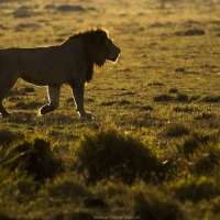 Lion, Maasaï Mara