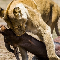 Lion, Maasaï Mara