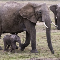 Eléphant, Maasaï Mara