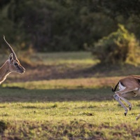 Gazelle de grant, Maasaï Mara