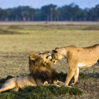 Lion, Maasaï Mara